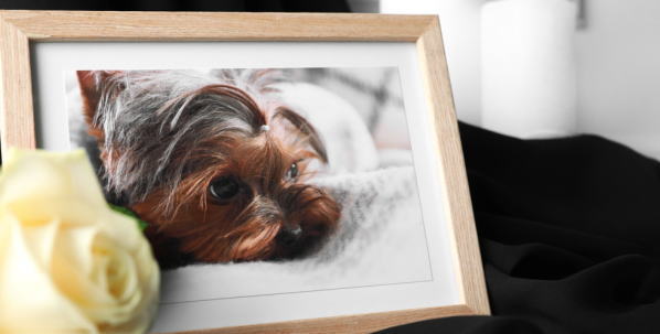 犬の葬儀の種類