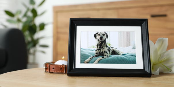 地域別犬の葬儀場