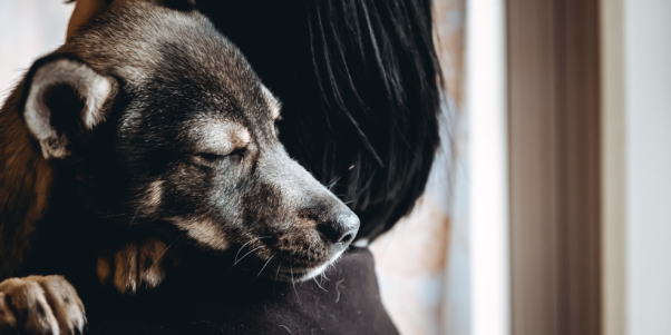 犬の葬儀コラム