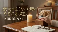 愛犬が亡くなった時にやること3選｜初期対応ガイド