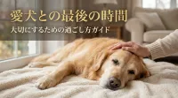 愛犬との最後の時間を大切にするための過ごし方ガイド